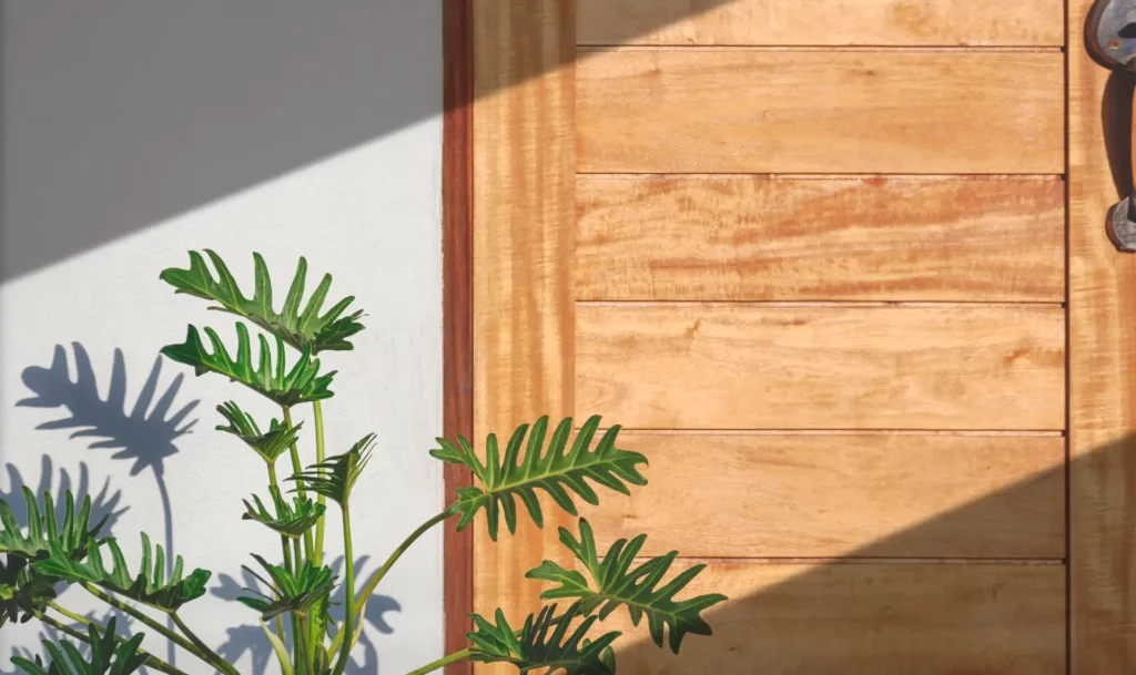 Porte en bois clair et plante verte, menuiserie extérieure